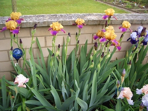 Wählen Sie 1 hohe Schwertlilie   Bart-Iris Bild 8