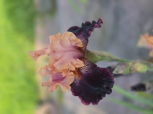 Wählen Sie 1 hohe Schwertlilie   Bart-Iris Bild 6
