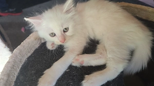 maincoon Mix sucht kuschelplatz 