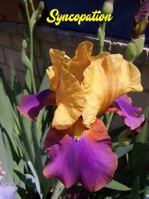 Wählen Sie 1 hohe Schwertlilie   Bart-Iris Bild 7