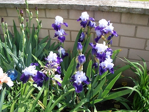 Wählen Sie 1 hohe Schwertlilie   Bart-Iris Bild 10