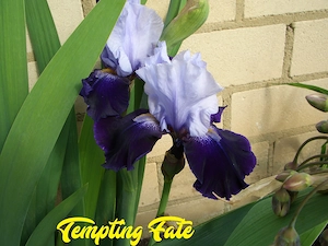 Wählen Sie 1 hohe Schwertlilie   Bart-Iris Bild 9