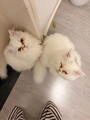 zwei liebe katzen suchen dringend ein neues zuhause