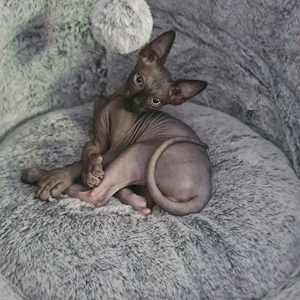 Sphynx Kater 