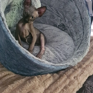 Sphynx Kater Jung mit zubehör