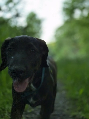 Mix-Rüde, 13 Wochen 