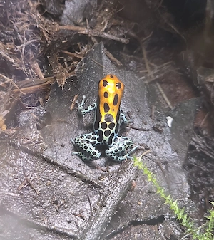 Ranitomeya amazonica "Arena Blanca" Bild 2