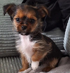 Yorkshire Chihuahua Mix 11 Wochen