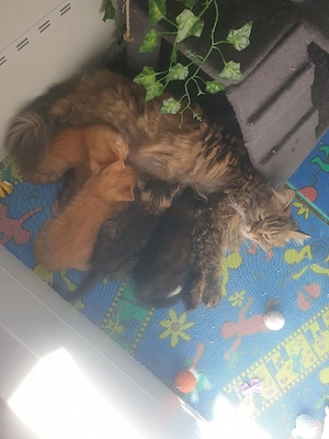 Mix- Baby-Kätzchen