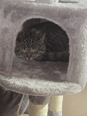 Europäischer kurzhaar Kater