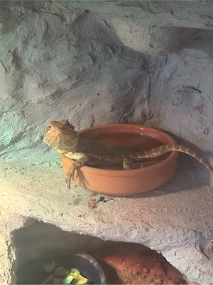 Apollo sucht ein neues Zuhause (Terrrarium kann ebenfalls abgegeben werden)