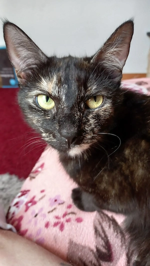 Katzendame Luna 2 Jahre sucht ein schönes Zuhause  Bild 2