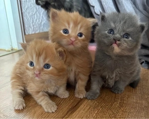Perser und Maine Coon Kitten