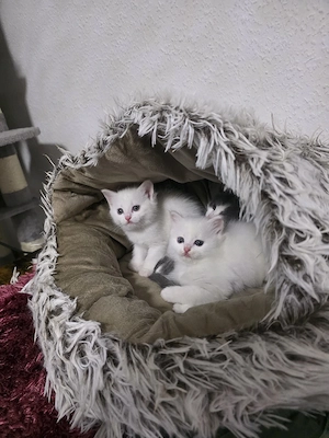 Britisch-Katzen 