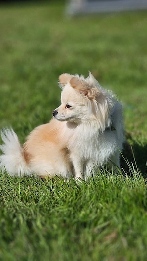 Pomeranian Spitzhündin sucht ein neues zuhause