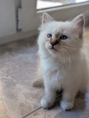 Heilige Birma Kitten