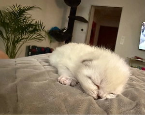 Reinrassige Perser-Kitten abzugeben   