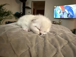 Reinrassige Perser-Kitten abzugeben   