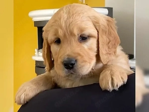Golden-Retriever-Welpen suchen ein liebevolles Zuhause