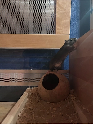 Mongolische Rennmaus (weiblich, geb. April 2025)   zahm, neugierig, nur zur Vergesellschaftung abzug Bild 3