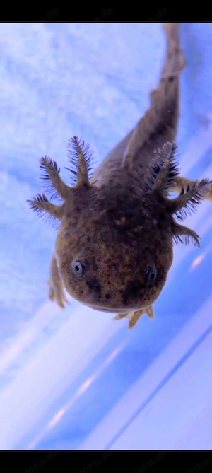 Ganz besondere Axolotl Farbvarianten bei unserer Nachzucht ! 5 Monate alt, BDfrei und kontaktfreudig