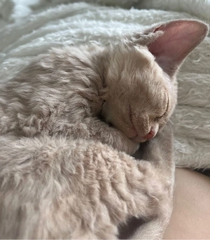  Exzellentes Devon Rex Mädchen in Fawn ist abgabebereit