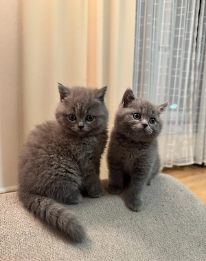 Süße BKH Kitten suchen neues Zuhause 