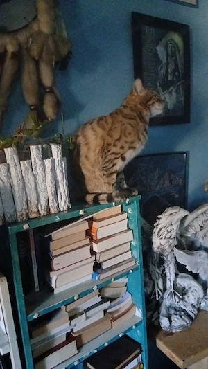 wir suchen zwei  Seval Katzen 