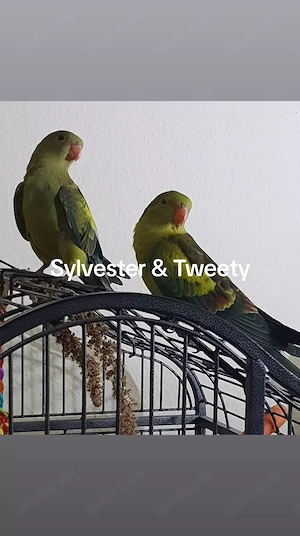 Sittichpaar such neues liebes Zuhause