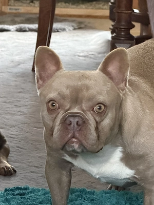 Zwei französische Bulldoggen suchen ein neues Zuhause 