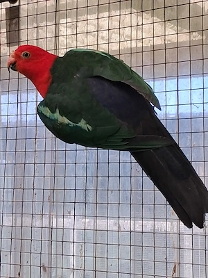 Königssittich Hahn