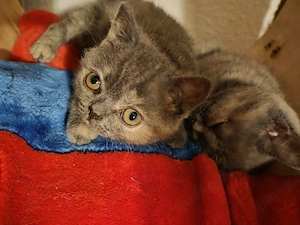 Verkaufe  Britisch Kurzhaar Kitten weiblich 
