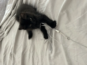 Kleine Katze abzugeben 