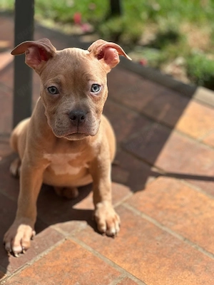 Old Englisch Bulldog OEB Merle Hündin 11 Wochen alt 