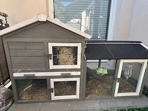 Süßes Zwergkaninchenlöwenkopf Paar sucht neues liebesvolles Zuhause  Bild 3