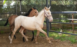 Lusitano Napoleon Perlino 147cm 