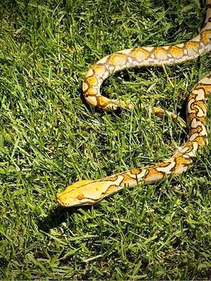 1.0 Mochino-Malayopython