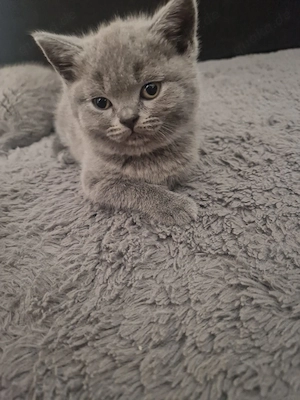    Wunderschöne BKH Kitten abzugeben   