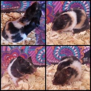 Teddyhamster und Goldhamster 