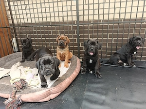Welpen Cane Corso Italiano Weibchen Abgabe 20.05.