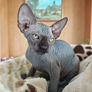 Canadian Sphynx-Kitten 