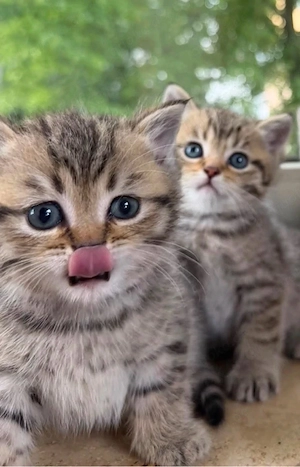 Britisch Kurzhaar Kitten
