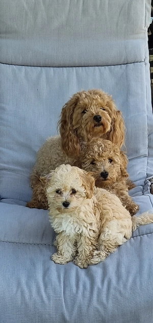 Maltipoo  