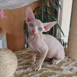 Canadian Sphynx-Kitten 