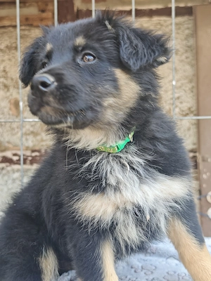 Mischlingswelpen Altdeutscher Hütehund 