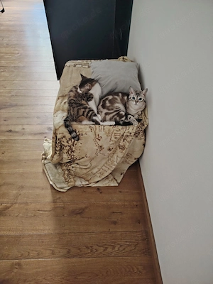 2 wunderschöne verschmuste Hauskatzen in gute Hände abzugeben 