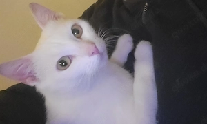 Weiße Katze 