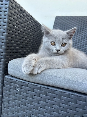 2 BKH Kitten suchen ein neues Zuhause (M) Bild 6