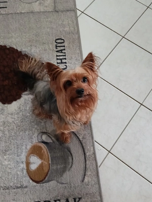 Yorkshire Terrier zur verschenken 