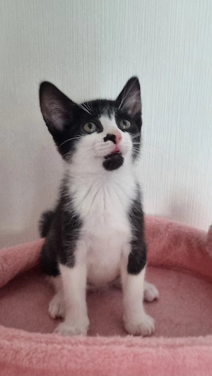 Bkh mix nur 2 Kater 